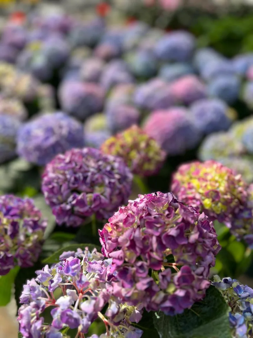 Dom's Garden Center, business photo 4