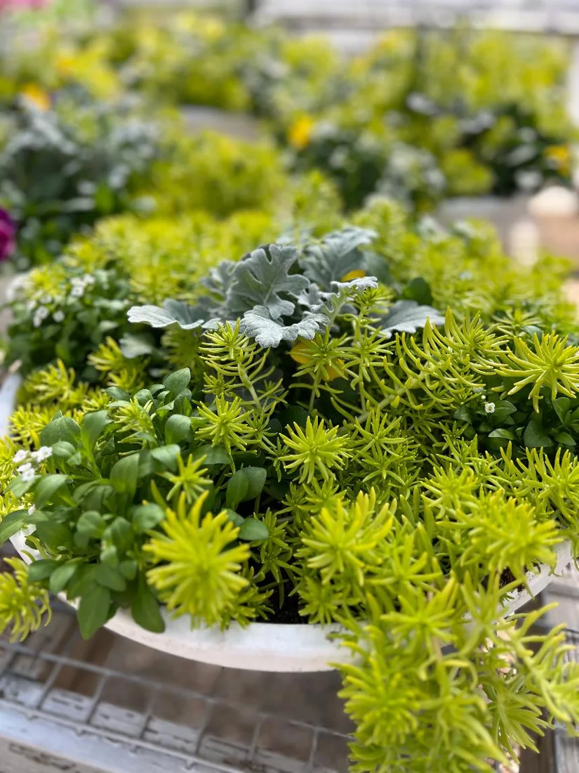 Dom's Garden Center, business photo 2